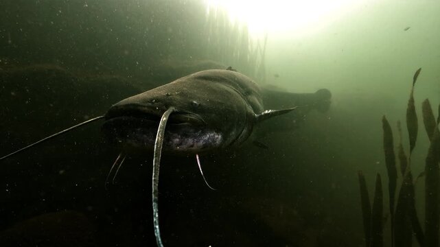 A wels catfish rests on a lake bed and faces the camera. It reaches out with its barbels to taste the object in front of it. The water is dim and full of fine sediment.