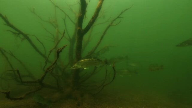 A shoal of zander swims close to a submerged object on the bed of a lake. The group moves slowly through open freshwater. The scene is filmed underwater in natural light.