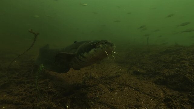 A young wels catfish touches the underwater camera with its mouth. The pale belly and the barbels fill the frame. The fish then turns and swims away.