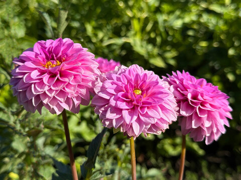 Three dahlias pink beautiful flowers