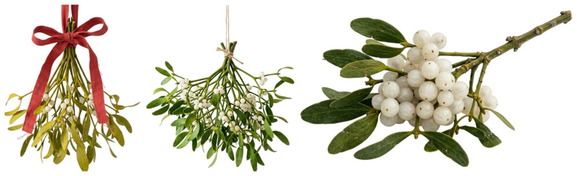 A festive collection of mistletoe twigs and bundles featuring berries and ribbon accents for Christmas decorating.
