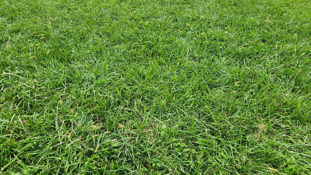 A foxtail grass (Setaria), recognizable by its dense, drooping seed heads resembling small yellowish-brown brushes. Unlike ryegrass, it has distinctive bristly, cylindrical seed clusters.