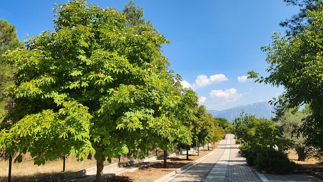 Horse chestnut trees (Aesculus hippocastanum) growing along a roadside in a park, likely planted to provide shade. Its broad canopy and dense foliage make it a common ornamental and shade tree.
