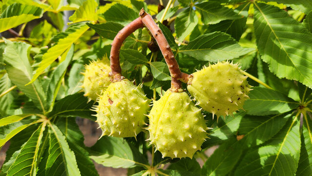 Green, spiky fruit capsules of the horse chestnut tree (Aesculus hippocastanum), featuring thick, sparsely spined shells and palmate leaves. The seeds are toxic to humans and are traditionally used in