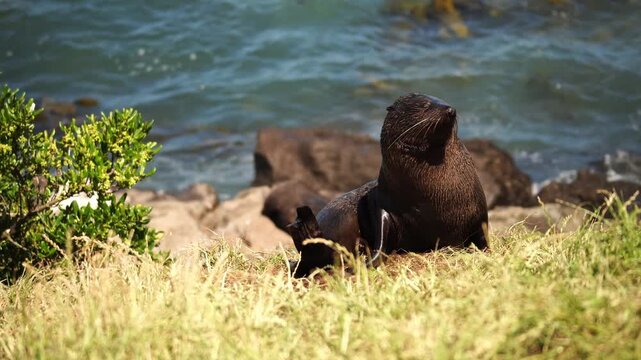New Zealand fur seal resting on cliff