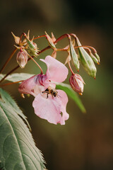 Honey bee collecting nectar from a pink flower © Kingsley Pittman