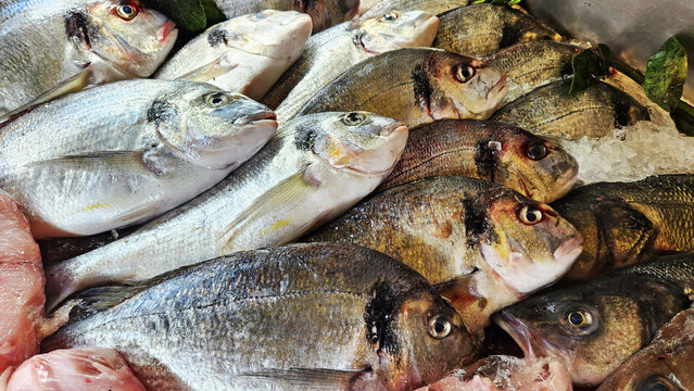 Gilt-head breams (Sparus aurata), commonly known as sea bream, displayed in a fish restaurant showcase. It is recognizable by its silvery body, oval shape, and distinctive golden band between the eyes