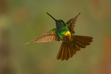 Obraz premium Golden-bellied Starfrontlet (Coeligena bonapartei) flying, glittering green hummingbird with golden orange belly, violet-blue throat, rufous wings and tail spread wide, Andean cloud forest, Colombia