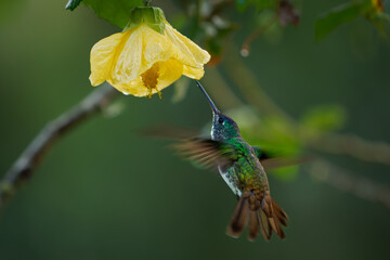 Obraz premium Andean Emerald (Uranomitra franciae, Amazilia franciae) hovering under wet yellow flower, green hummingbird with white belly and bronze tail feeding on nectar, Andean cloud forest, Colombia