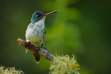 Obraz premium Andean Emerald (Uranomitra franciae, Amazilia franciae) sitting on dead branch with Usnea lichen, hummingbird with shiny blue cap and white breast, dark green background, Andes, Colombia