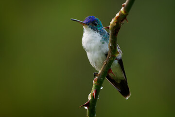 Obraz premium Andean Emerald (Uranomitra franciae) sitting on thorny wet stem after rain, hummingbird with glittering violet-blue crown, turquoise neck and white breast, Andean cloud forest, Colombia