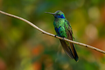 Obraz premium Sparkling Violetear (Colibri coruscans) sitting on twig, shiny emerald green hummingbird with violet-blue ear patch and blue belly, colorful soft bokeh background, Andean cloud forest, Colombia