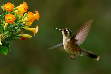 Obraz premium Speckled Hummingbird (Adelomyia melanogenys) hovering near orange and yellow flowers, small spotted brown and green hummingbird with dark mask and pale eyebrow, cloud forest of the Andes, Colombia