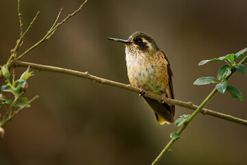 Obraz premium Speckled Hummingbird (Adelomyia melanogenys) perched on bare branch with fresh green leaves, portrait of small spotted brown Andean hummingbird with dark mask, cloud forest in the Andes of Colombia