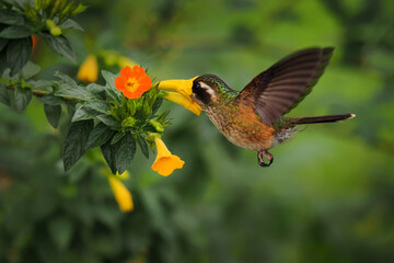 Obraz premium Speckled Hummingbird (Adelomyia melanogenys) drinking nectar from yellow and orange trumpet flowers, small spotted hummingbird hovering with wings raised, green forest background, Andes, Colombia