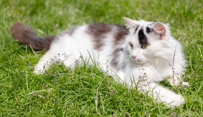 Adorable cat in summer nature. Cat breed. Kitten pet relax outdoor. White fluffy cat relax on green grass © be free