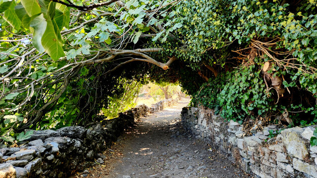 A fig tree (Ficus carica) growing beside a historic stone-paved road and dry-stone wall in Stratonikeia Ancient City, Yatağan, Muğla, reflecting the site&rsquo;s traditional landscape and multi-layered heri