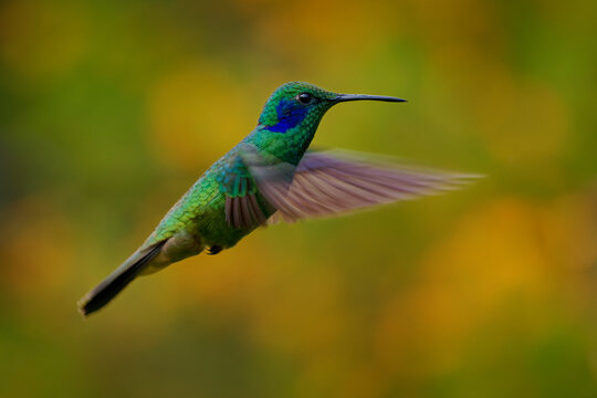 Lesser Violetear (Colibri cyanotus), formerly Green Violetear, flying glittering green hummingbird with blue ear patch and dark tail band, yellow flower bokeh background, Andes mountains, Colombia