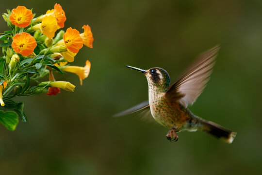 Speckled Hummingbird (Adelomyia melanogenys) hovering near orange and yellow flowers, small spotted brown and green hummingbird with dark mask and pale eyebrow, cloud forest of the Andes, Colombia