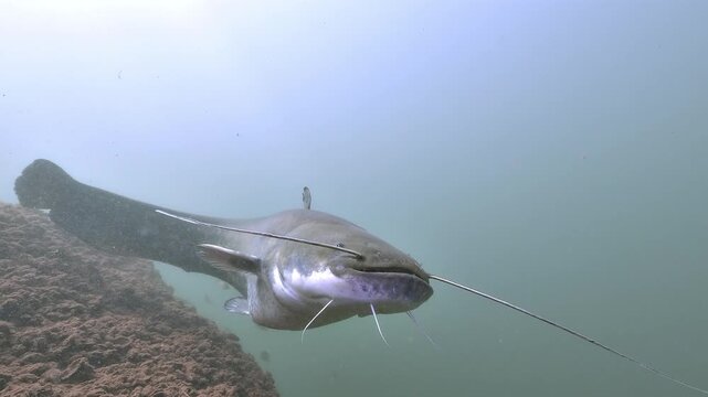 A wels catfish swims towards the camera and passes overhead. Its white belly fills the frame from below. The long body and barbels stay visible as it glides away.