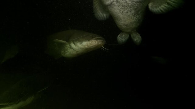 Several wels catfish move back and forth in dark water. Their heavy bodies and long barbels appear and then vanish into the gloom. The underwater scene has an unsettling atmosphere.