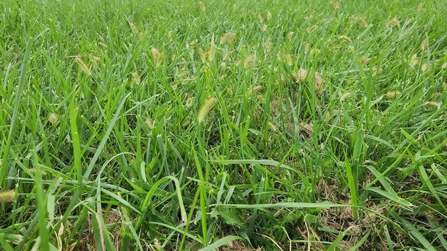 A foxtail grass (Setaria), recognizable by its dense, drooping seed heads resembling small yellowish-brown brushes. Unlike ryegrass, it has distinctive bristly, cylindrical seed clusters.