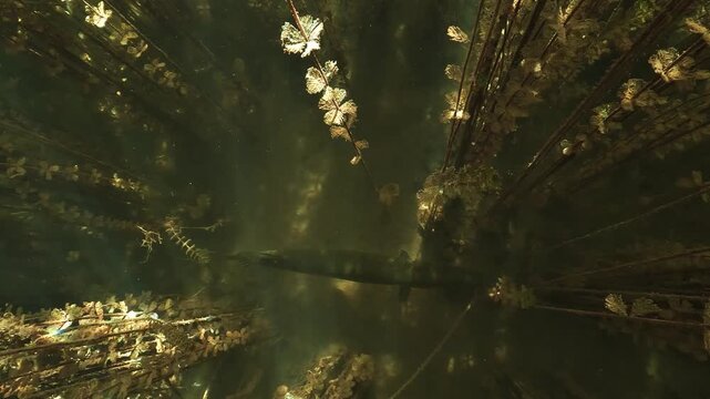 A large pike lies motionless on a lake bottom among milfoil stems. Sunlight reflects on the water above. The fish then accelerates and leaves the frame very fast.