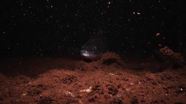 A zander rests motionless on the ochre bottom of a lake at night. A slow motion zoom moves in on its head and eye. Fine sediment and dark water surround the resting predator.