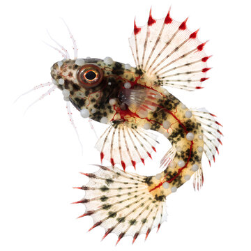 Exotic Deep Sea Fish Isolated on White Background