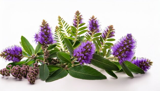 lush green leaves and bright purple flowers of vitex agnus castus isolated on a clear white background