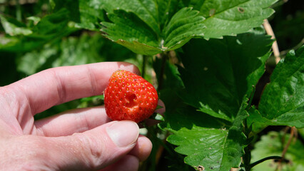 Hand holding a damaged red strawberry in an organic garden  © Rafal Woo