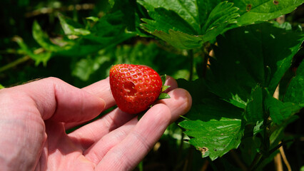 Hand holding a damaged red strawberry in an organic garden  © Rafal Woo