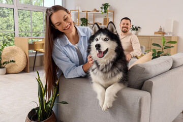 Pet ownership and companionship, happy young woman petting her husky dog at home with partner in the background for family lifestyle and wellness © Pixel-Shot