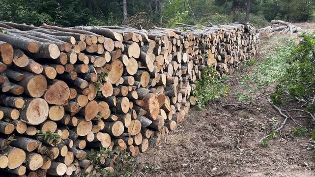 Panning view over a massive neatly organized stack of harvested firewood logs waiting on the forest ground displaying raw timber production materials in 4K resolution.
