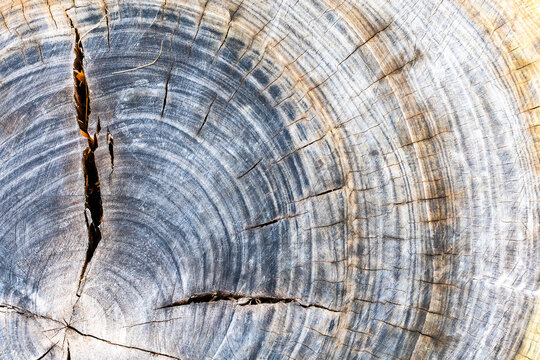 cracked cross-section of cut tree trunk close-up