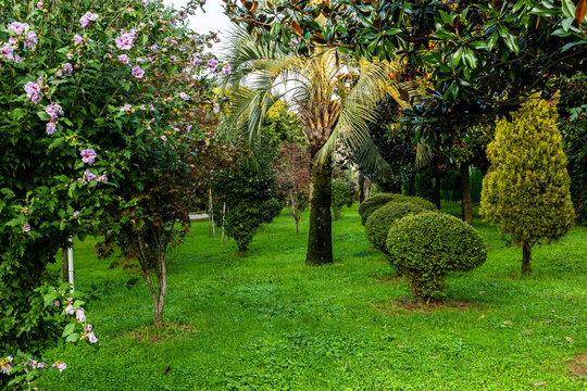 green lawn and trees at seaside garden in Batumi