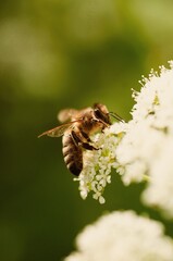 A bee pollinates a blooming flower on a summer day © Ruslan Sikunov