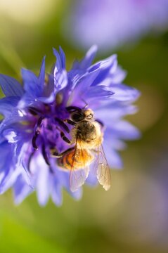 A bee pollinates a blooming flower on a summer day