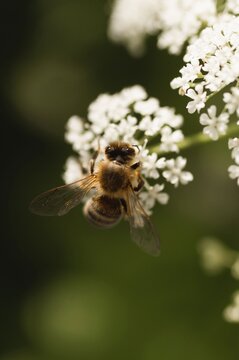 A bee pollinates a blooming flower on a summer day
