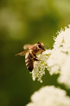 A bee pollinates a blooming flower on a summer day