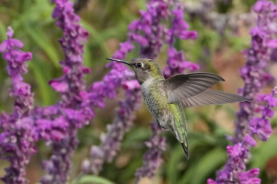 Anna's hummingbird (Calypte anna) is a North American species of hummingbird named after Anna Mass&eacute;na, Duchess of Rivoli.