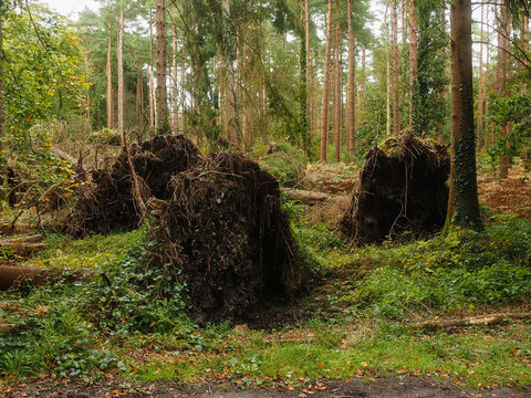 Stumps of felled trees stand in green forest undergrowth. Moss and vines cling to weathered wood surfaces. Tall, slender trunks rise above forest floor