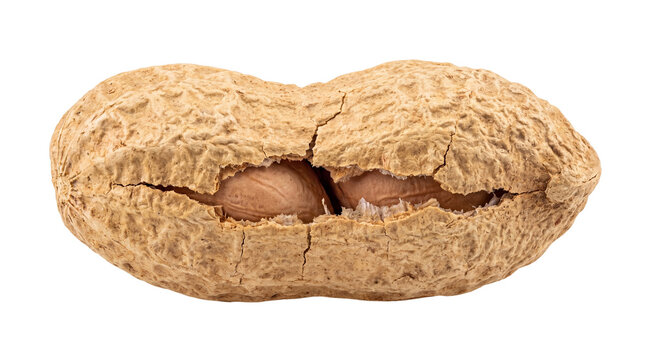 Fresh cracked peanut in shell, natural brown textured groundnut pod, organic raw peanut kernel ingredient isolated PNG with Transparent Background