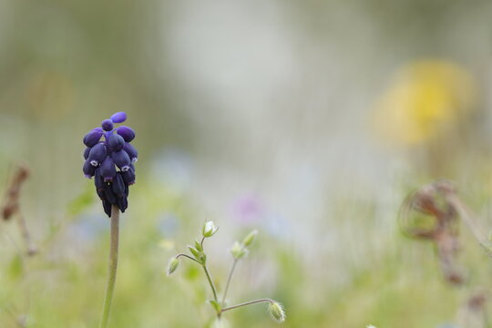 fiore di muscari in primavera al tramonto