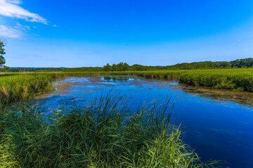 Obraz premium Calm blue river winding through green reeds and marshland under a clear summer sky