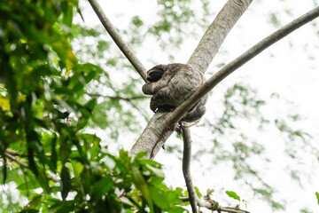 Obraz premium Sloth in Cerro Ancon, Panama