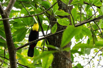 Toucan in Panama © Bruno