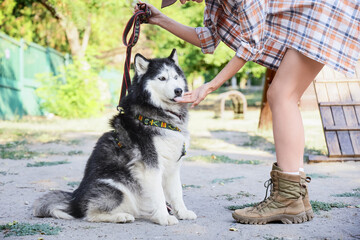 Pet ownership and companionship, woman training husky dog in park with leash and treats for positive reinforcement and animal behavior training © Pixel-Shot