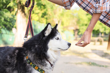 Pet training and positive reinforcement, owner feeding a treat to a siberian husky dog in a park during a walk with a leash © Pixel-Shot