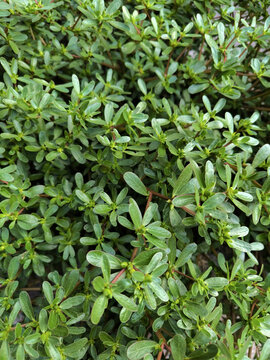 Fresh Green Purslane Leaves